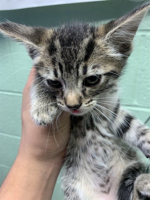 BIG POPPA - Domestic Short Hair available for adoption