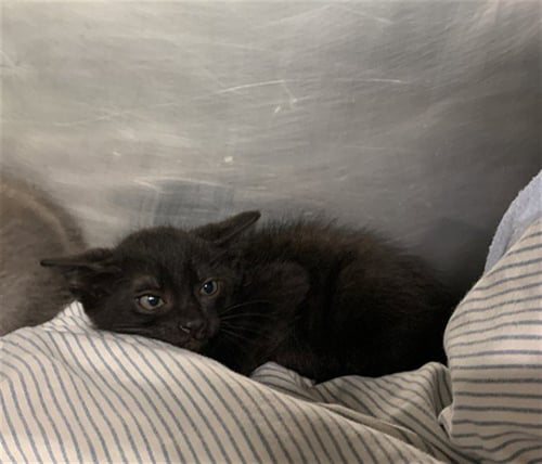 SHADOW - Domestic Short Hair available for adoption
