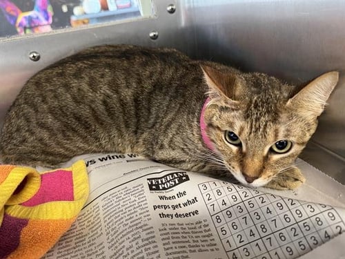 DANIELLA - Domestic Short Hair for adoption in Arlington
