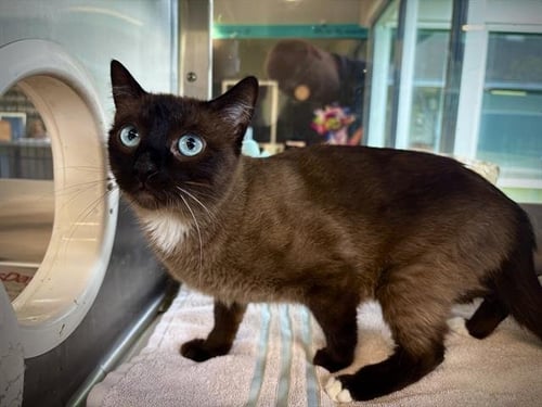TUNA TURNER - Domestic Short Hair available for adoption