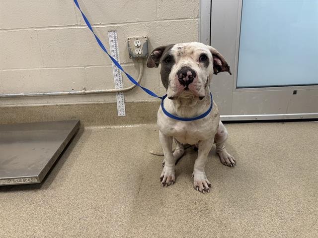 DUCKIE - American Staffordshire Terrier available for adoption