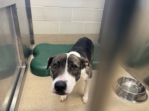 JUNE BUG - American Pit Bull Terrier available for adoption