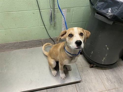 BUTTON - American Staffordshire Terrier available for adoption