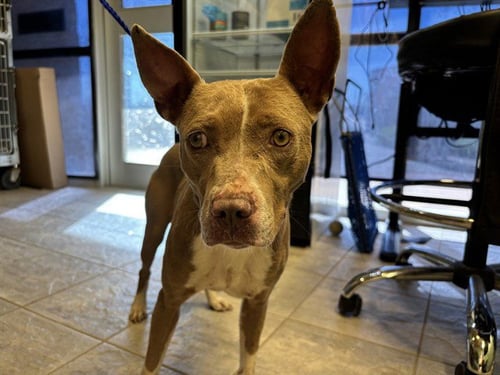 CHICKPEA - American Staffordshire Terrier available for adoption