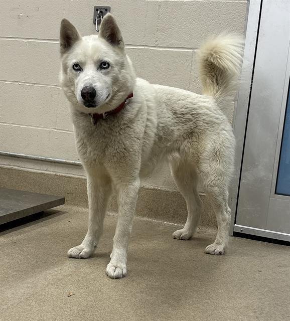 MIDNIGHT MOON - Siberian Husky available for adoption