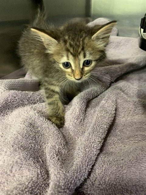 BANILLA - Domestic Short Hair available for adoption