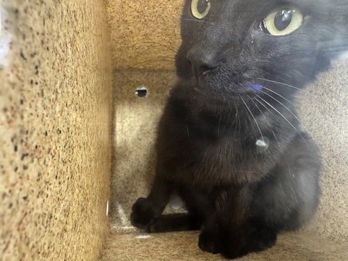 ONYX - Domestic Short Hair available for adoption