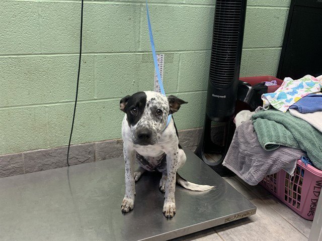 DOTTIE Image