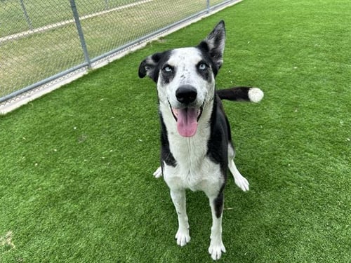 PRINCESS - Siberian Husky / Greyhound available for adoption