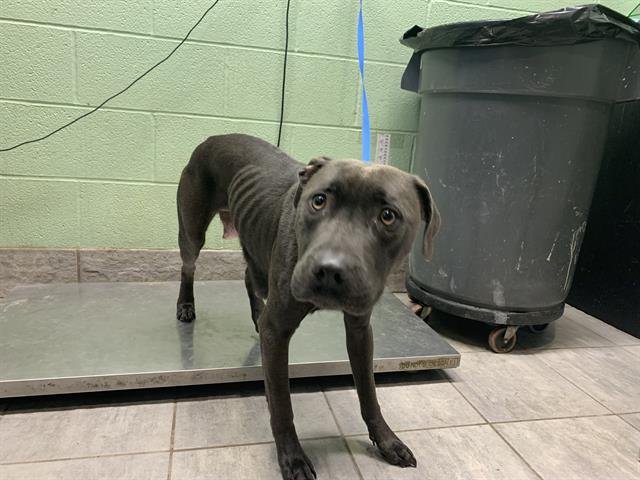 C.E.O. - American Staffordshire Terrier available for adoption