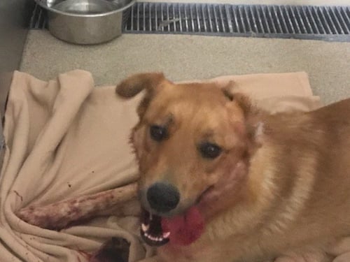 SIMBA - Labrador Retriever / German Shepherd Dog available for adoption