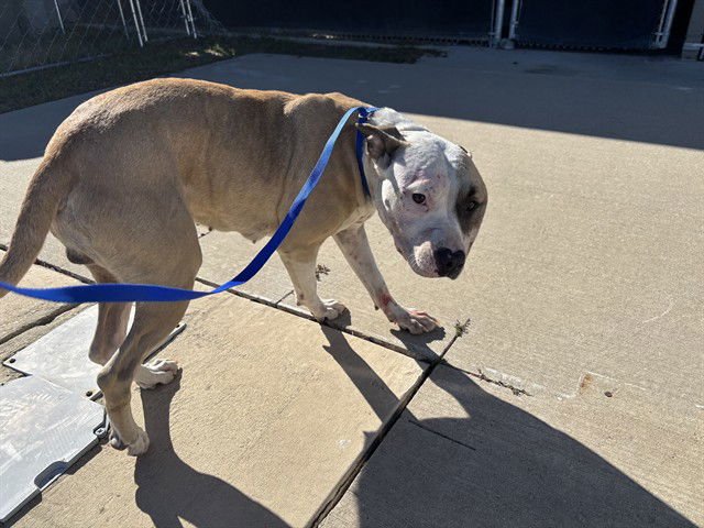 LOLA - American Staffordshire Terrier available for adoption