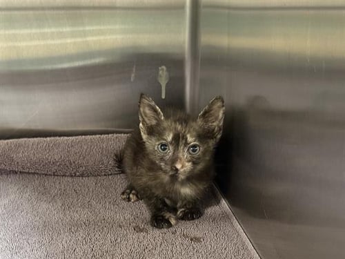 RACHEL - Domestic Short Hair available for adoption