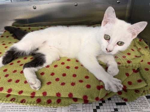 LOLLIPOP - Domestic Short Hair available for adoption