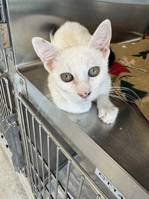 LOLLIPOP - Domestic Short Hair for adoption in Grand Prairie