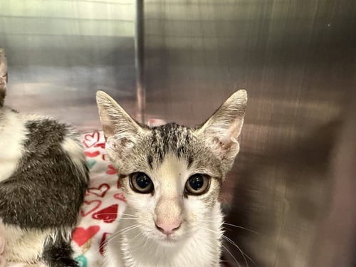 SWEET TART - Domestic Short Hair available for adoption