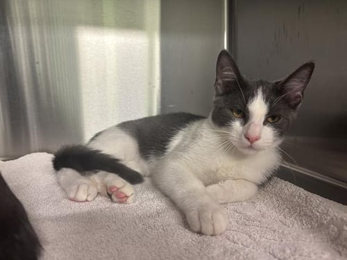 JAMES BOND - Domestic Short Hair available for adoption