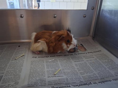 PEACH - Guinea Pig available for adoption