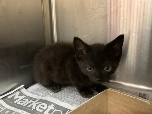 MASTER - Domestic Short Hair available for adoption