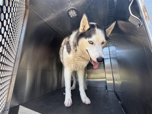 T'CHALLA - Siberian Husky available for adoption