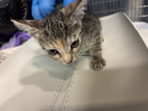 IGGY - Domestic Short Hair available for adoption