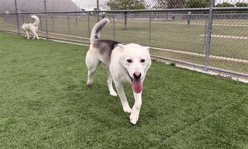 BOULDER - Siberian Husky available for adoption