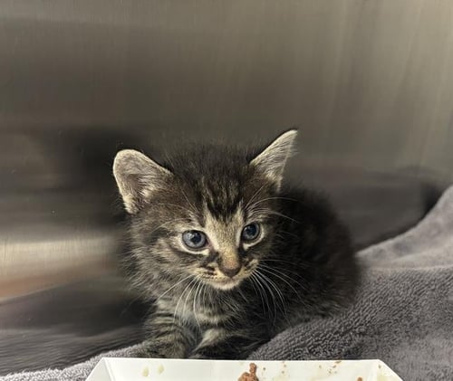 SMOOSH - Domestic Medium Hair available for adoption