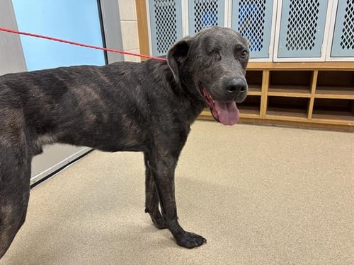 CALLIOPE - Labrador Retriever available for adoption