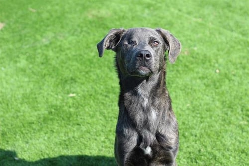 CALYPSO - Labrador Retriever available for adoption