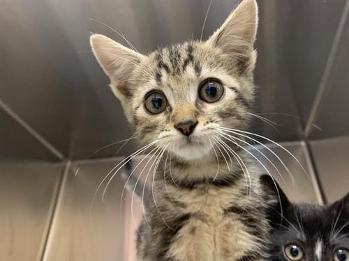 G.I JOE - Domestic Short Hair available for adoption