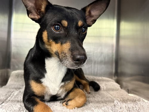 DAREDEVIL - Chihuahua available for adoption