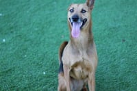 BELLA - Photo 1