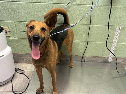 BELLA - German Shepherd Dog available for adoption