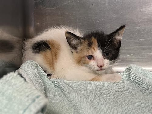 MALLORY - Domestic Short Hair available for adoption