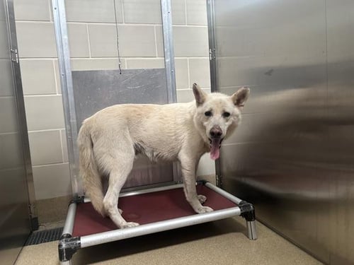 STRIKE - German Shepherd Dog available for adoption