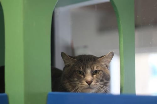 KITTY BOO - Domestic Short Hair available for adoption