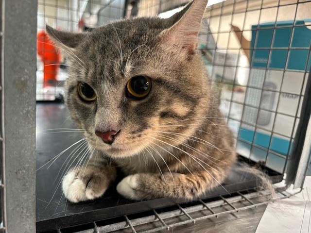 KITTY BOO Image