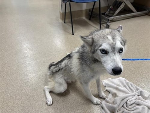 URSA - Siberian Husky available for adoption