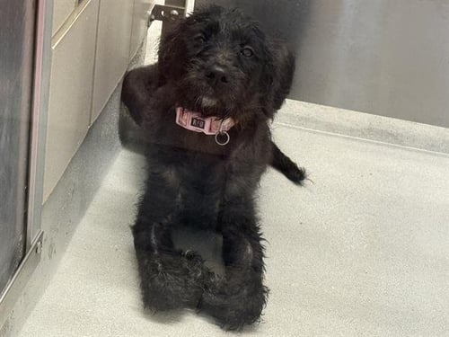 MADDY - Poodle (Standard) / American Staffordshire Terrier available for adoption