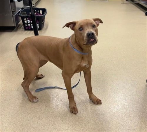 EMILY - American Staffordshire Terrier available for adoption