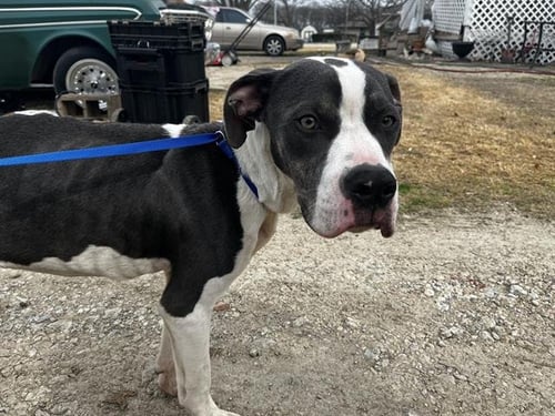 DEMPSEY - American Staffordshire Terrier available for adoption