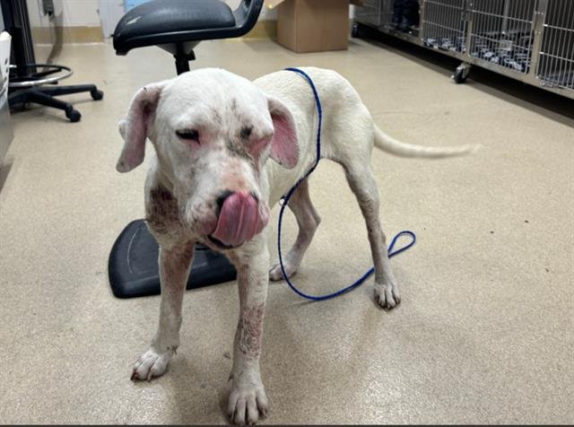 PEBBLE - American Staffordshire Terrier for adoption in Arlington