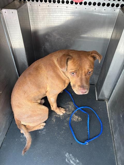 MARSHALL - American Staffordshire Terrier available for adoption