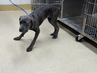SHORTY - Photo 1