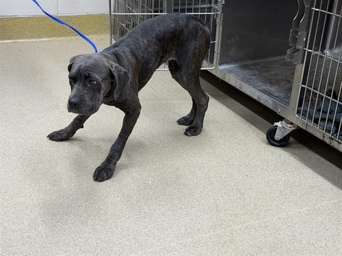 SHORTY - Cane Corso Mastiff available for adoption