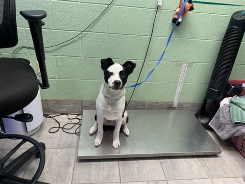 OREO - Labrador Retriever available for adoption