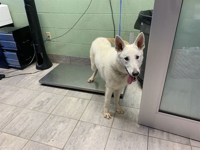 SNOH - Siberian Husky available for adoption