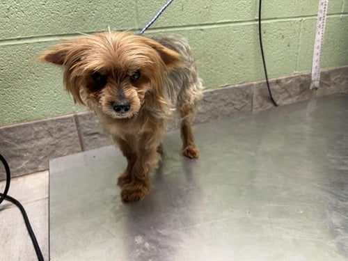 WYATT - Yorkshire Terrier Yorkie available for adoption