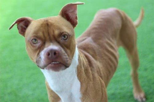 CONWAY - American Staffordshire Terrier available for adoption