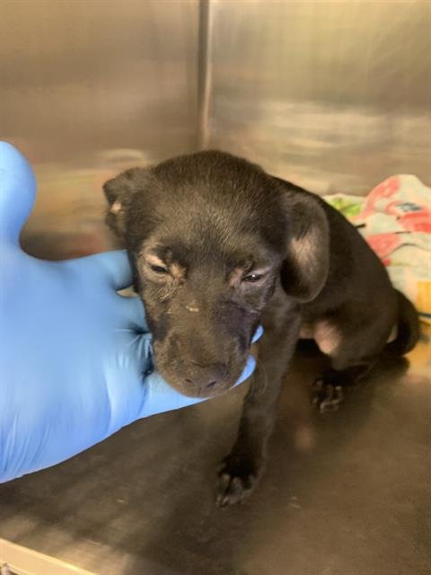 ARCHIE - Chihuahua available for adoption
